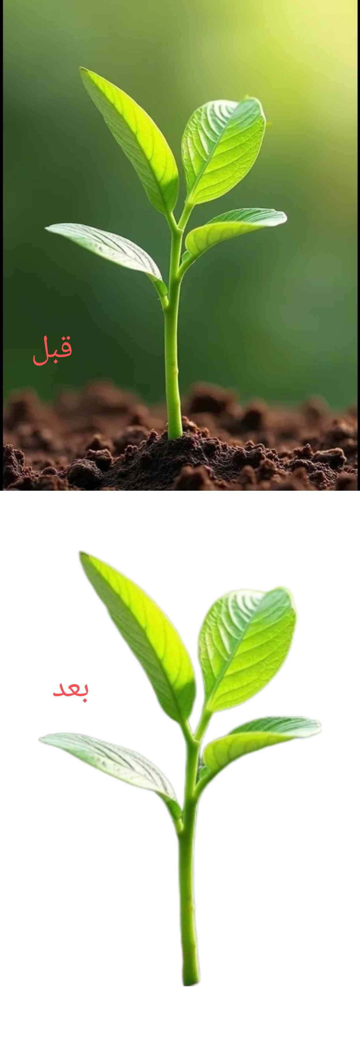 إزالة خلفيات الصور